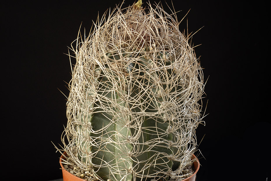 Astrophytum senile d. 11  100.00 €.jpg